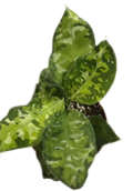 Pictum Tricolor